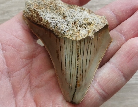 Megalodon Haizahn Fossil