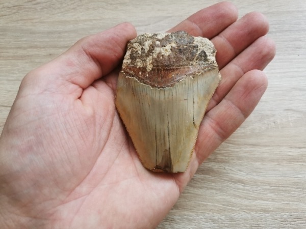 Indonesischer Megalodon Haizahn Hai Zahn Fossil