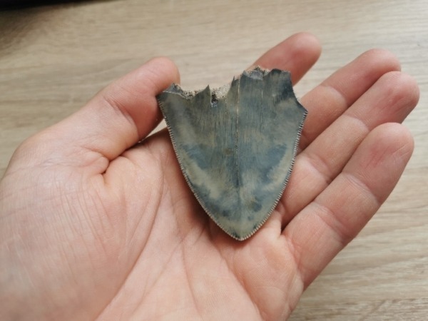 Kleiner blauer indonesischer Megalodon Haizahn