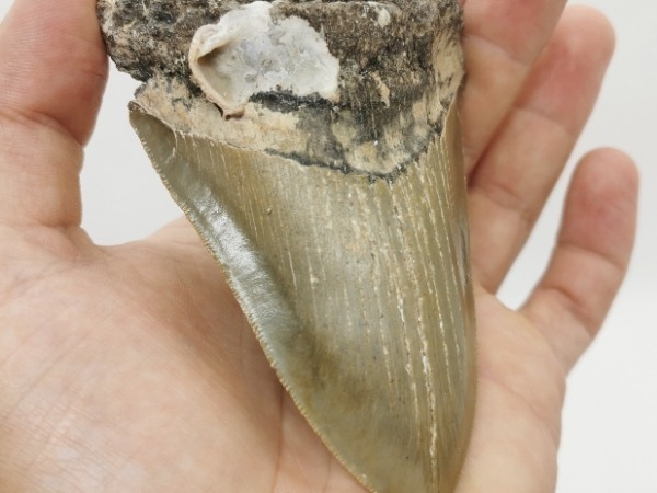 Megalodon mit Muschel