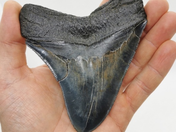 Sehr schöner dunkler Haizahn eines Megalodon