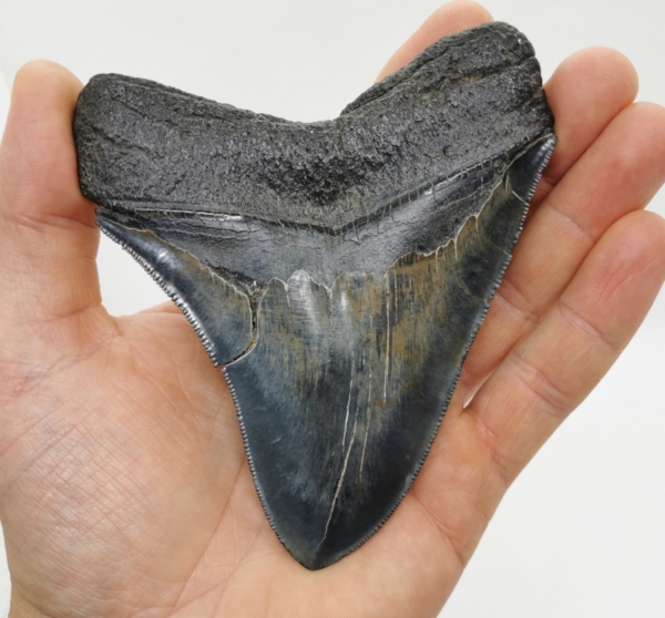 Sehr schöner dunkler Haizahn eines Megalodon