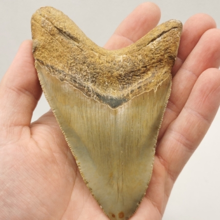 Megalodon Haizahn USA