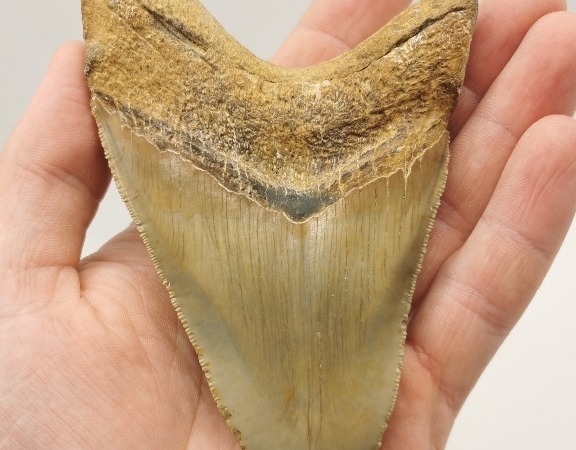 Megalodon Haizahn USA