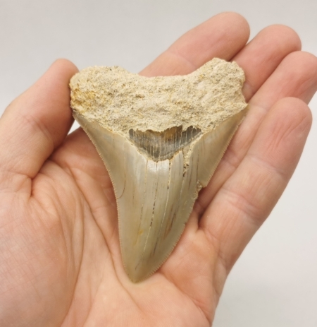 Megalodon Haizahn Fossil