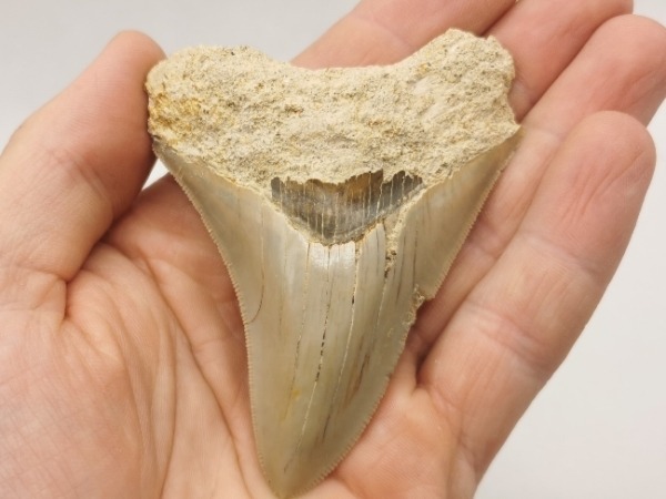 Megalodon Haizahn Fossil