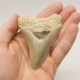 Megalodon Haizahn Fossil