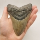 Megalodon Haizahn USA