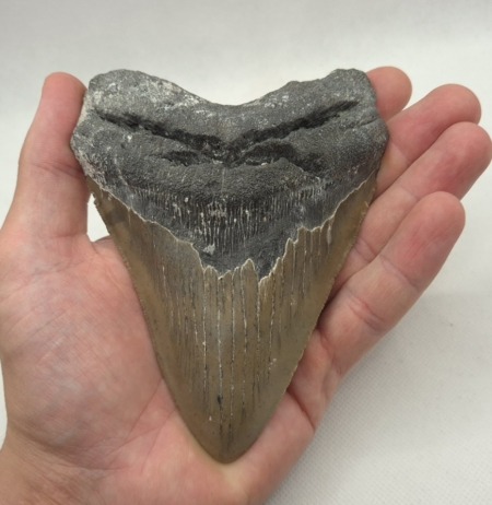 Otodus Megalodon