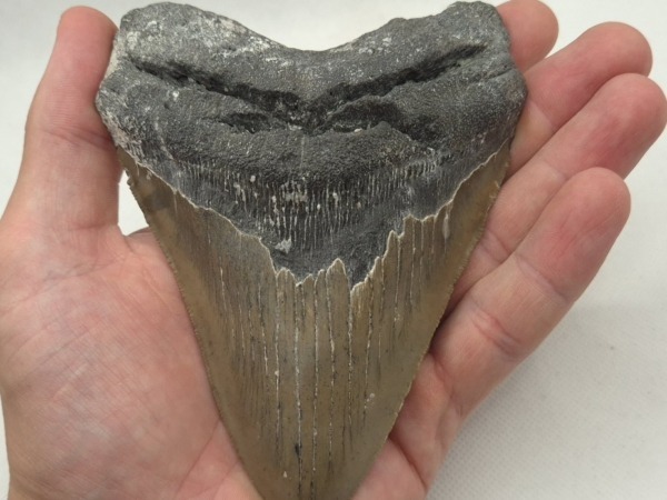 Otodus Megalodon