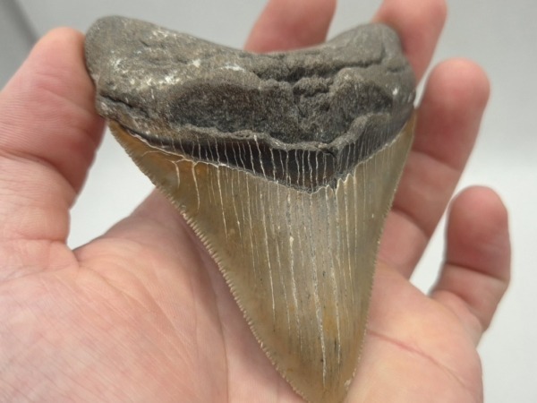 Schöner Megalodon Haizahn