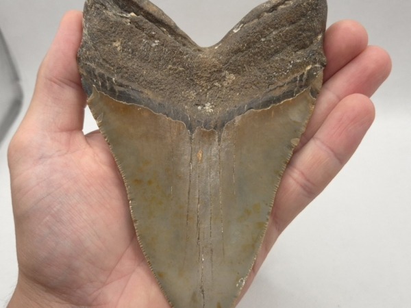 Sehr großer Megalodon Haizahn