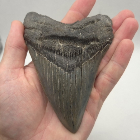 Großer Megalodon Haizahn