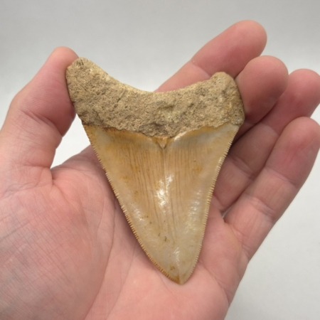 Megalodon Haizahn Fossil