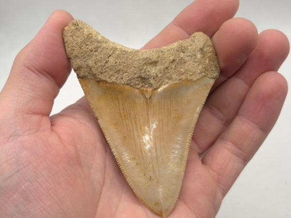 Megalodon Haizahn Fossil