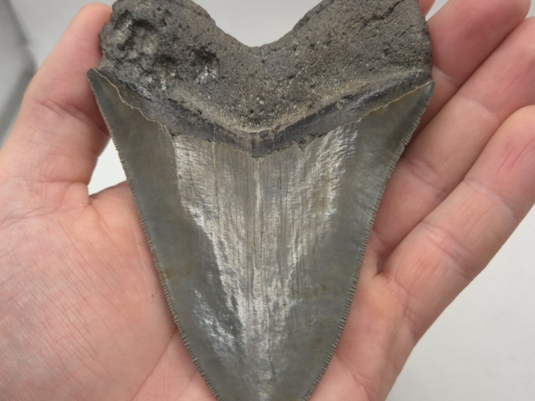 Grauer und gut gezackter Megalodon Haizahn