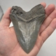 Grauer und gut gezackter Megalodon Haizahn