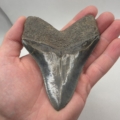 Otodus Megalodon