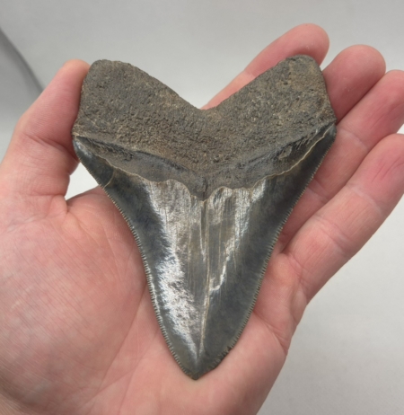 Otodus Megalodon