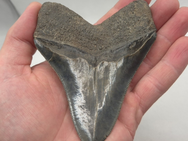 Otodus Megalodon