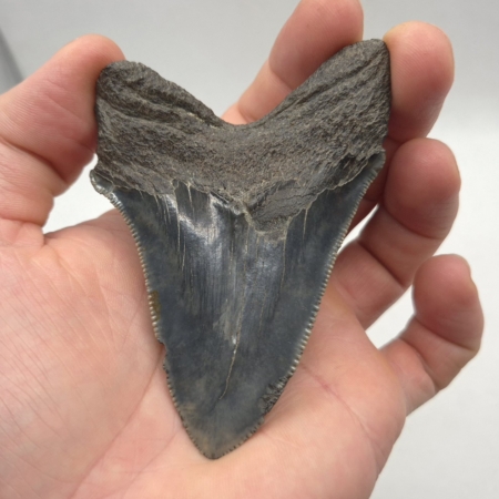 USA South Carolina Megalodon