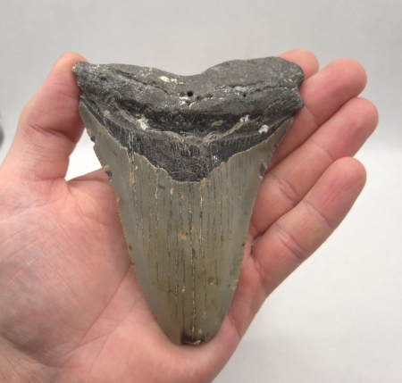 Fossil Megalodon Haizahn