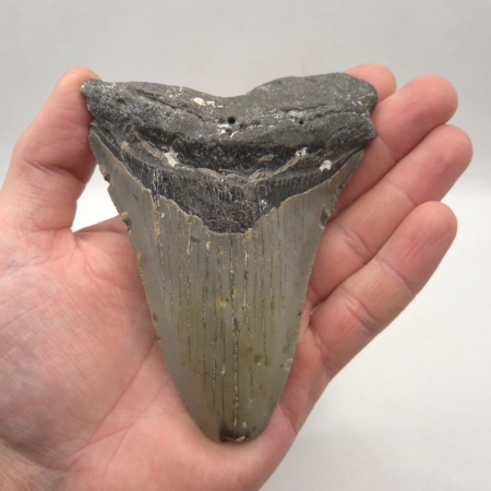 Fossil Megalodon Haizahn