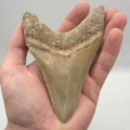 Haifischzahn Megalodon