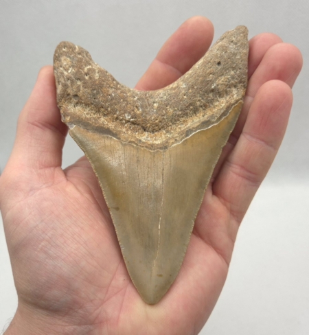 Haifischzahn Megalodon