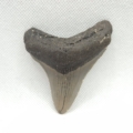 Megalodon