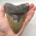 USA North Carolina Megalodon