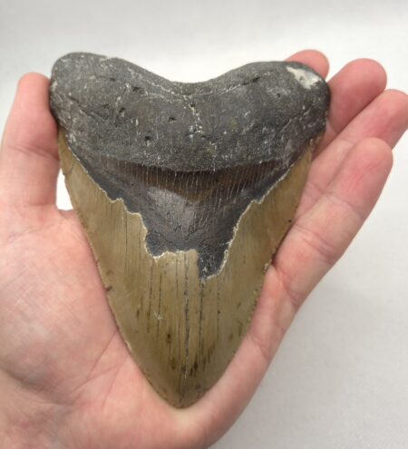 USA North Carolina Megalodon