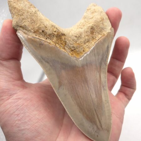 Indonesien Megalodon