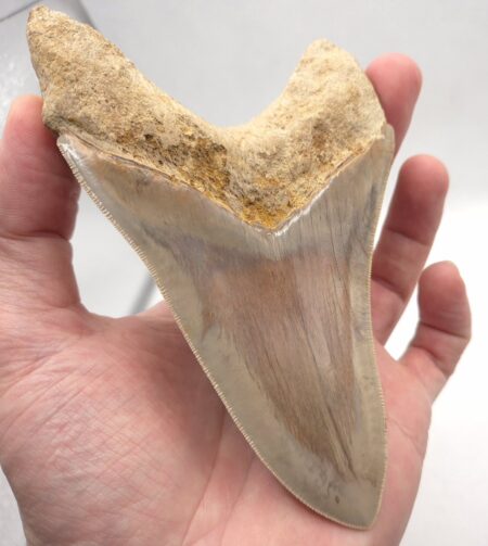 Indonesien Megalodon