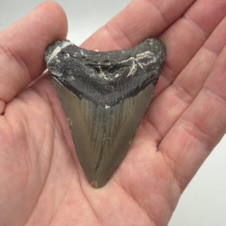 Megalodon Haizahn gezackt